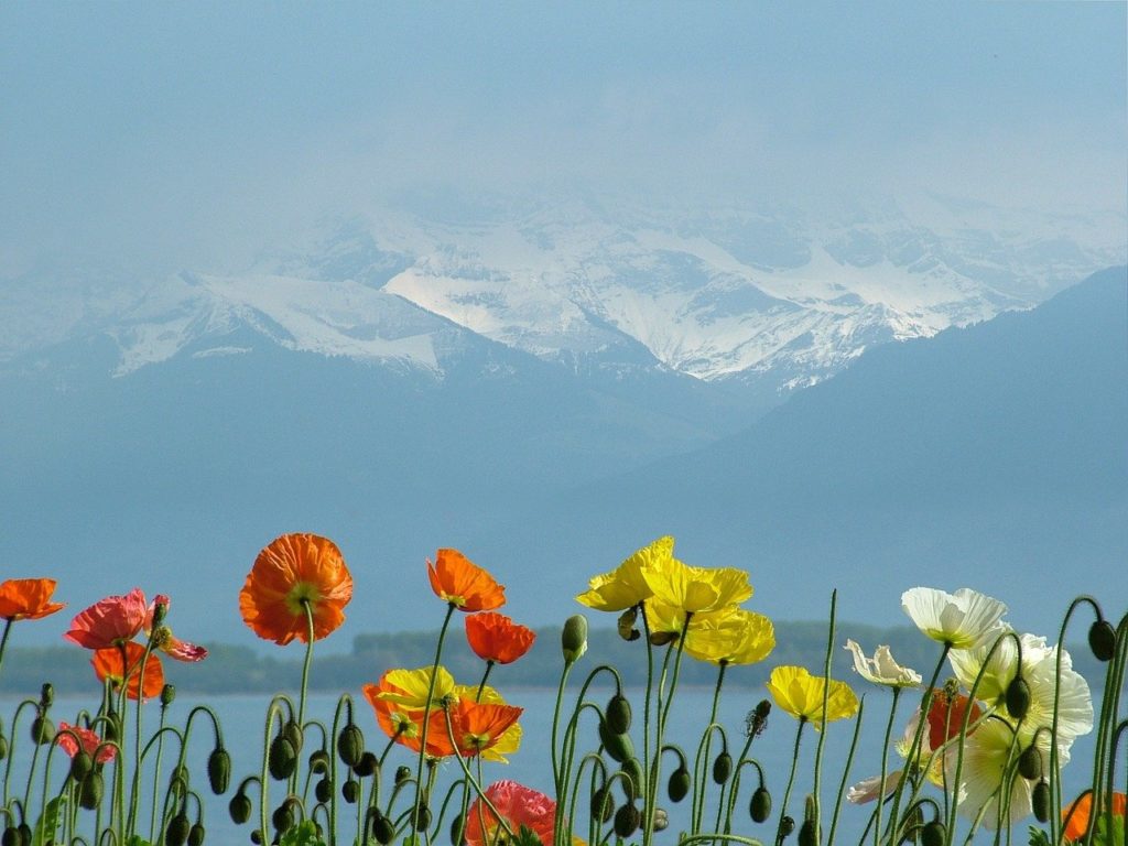 switzerland, lake geneva, poppies