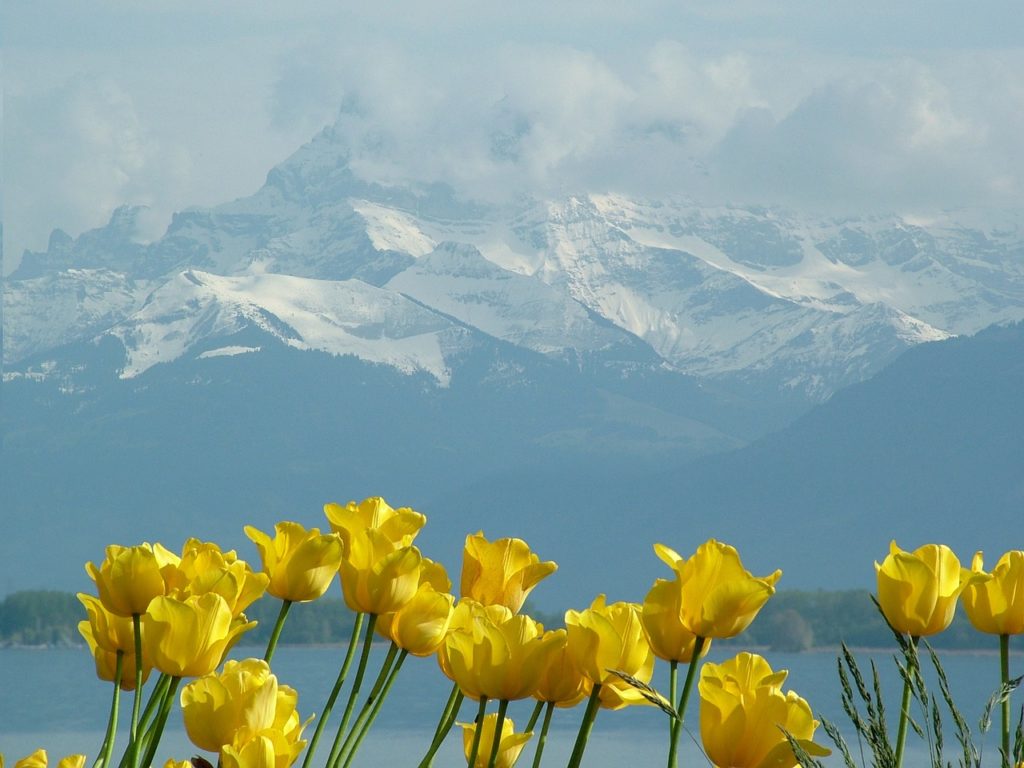 tulips, montblanc, lake geneva